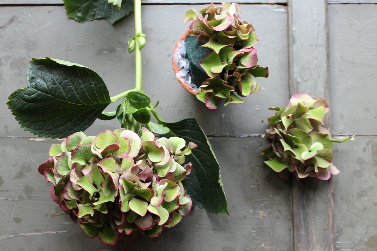 herfststukje maken met hortensia