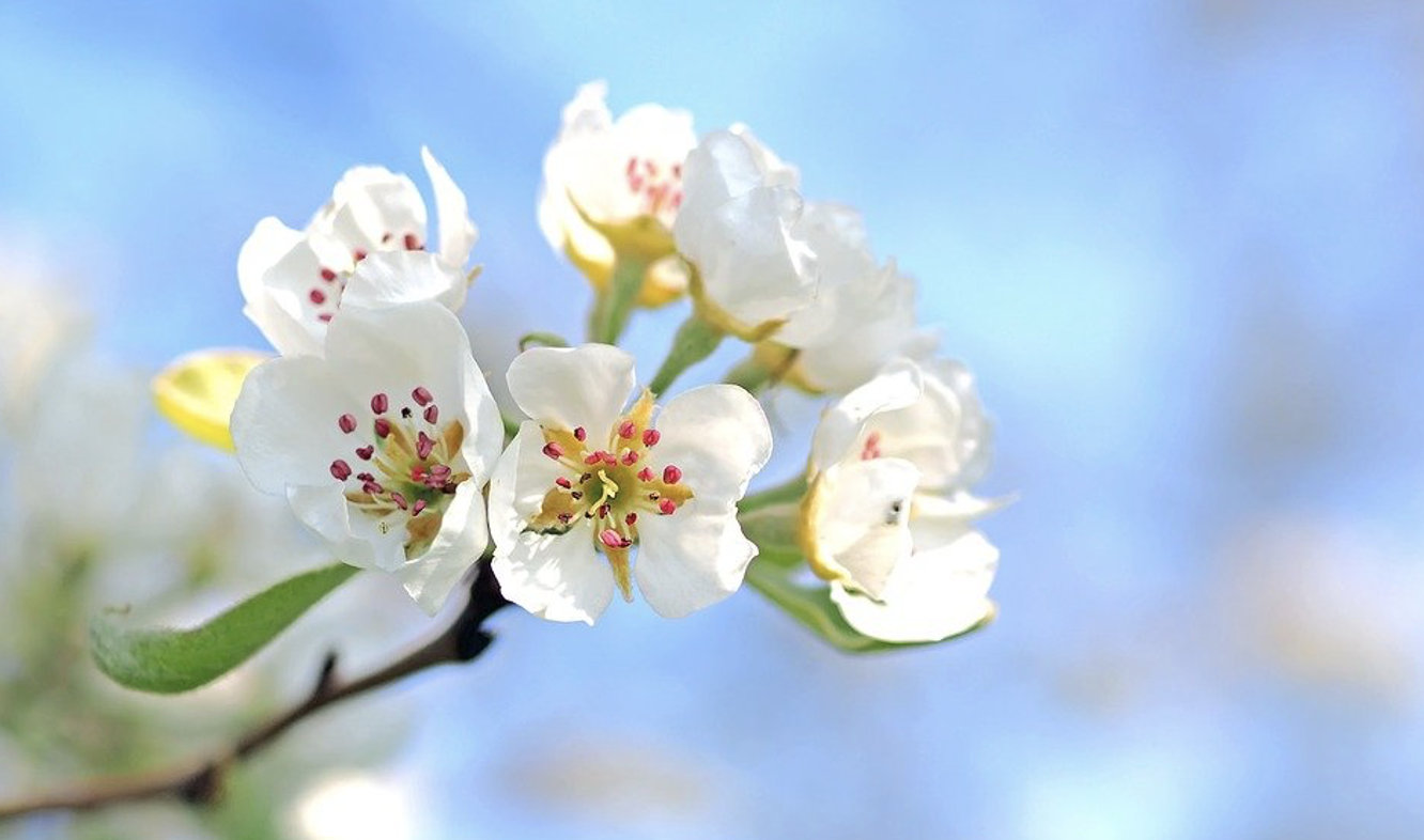 Dit zijn de mooiste bomen voor in je tuin