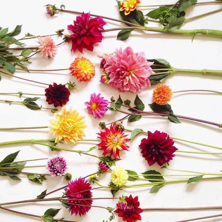 dahlias