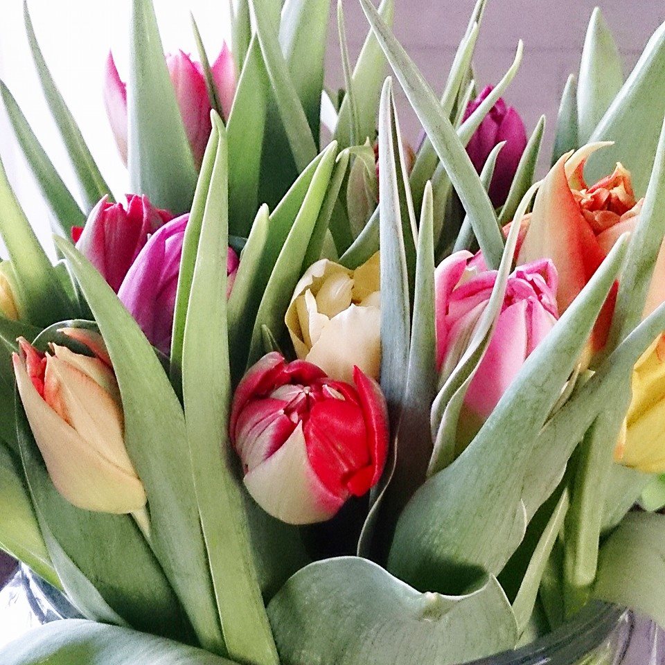 gemende tulpen