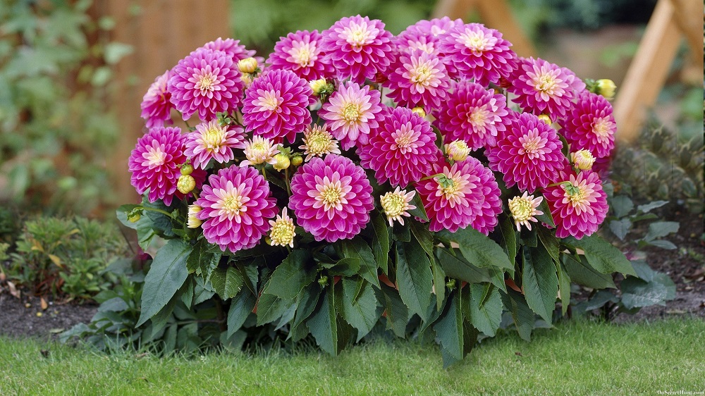 De perfecte tuin voor de nazomer